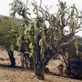 Dendrocereus nudiflorus, Playa Varadero C. GP   ÉPUISÉ - OUT of STOCK - AGOTADO